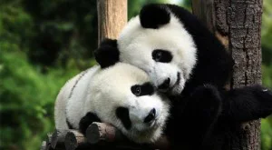 panda-sitting-on-wood